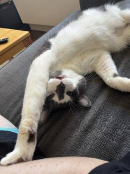 Rescue Domestic Short Hair Cats for Adoption in New York, New York - Pj | PetCurious