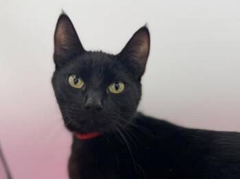 Domestic Short Hair Cats Available for Adoption - Eclipse | PetCurious
