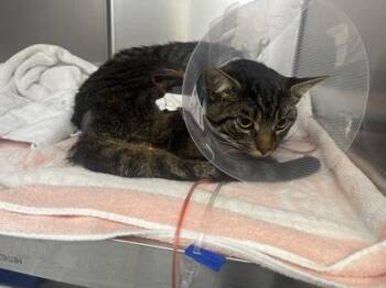 Domestic Short Hair Cats Available for Adoption in Montreal, Quebec - Gaspar | PetCurious