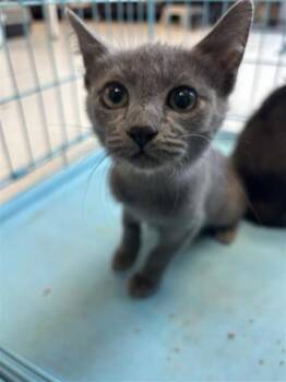 Twenty-four -  Domestic Short Hair Cat for Adoption in El Paso, Texas - Twenty-four | PetCurious