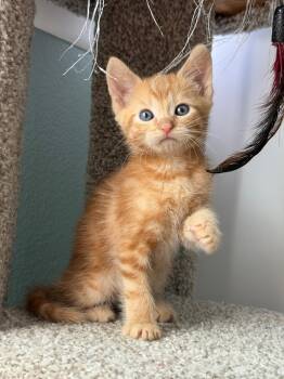 Tabby Cats Available for Adoption in San Juan Capistrano, California - Winston  | PetCurious