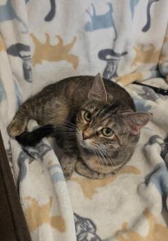 Cinnamon Roll -  Calico Cat for Adoption in Miami, Oklahoma - Cinnamon Roll | PetCurious