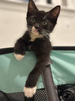 Domestic Short Hair Cats Available for Adoption in Philadelphia, Pennsylvania - Charles | PetCurious