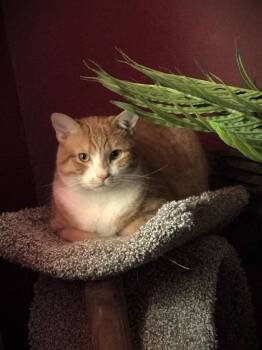 Barracuda -  Domestic Short Hair Cat for Adoption in Rossville, Maryland - Barracuda | PetCurious