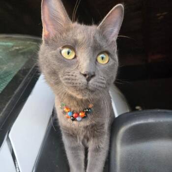 Domestic Medium Hair Cats Available for Adoption - Darling | PetCurious