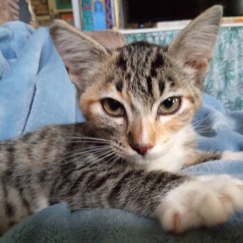 Rescue Domestic Short Hair Cats for Adoption in Volcano, Hawaii - URSULA COH-A-65010 | PetCurious