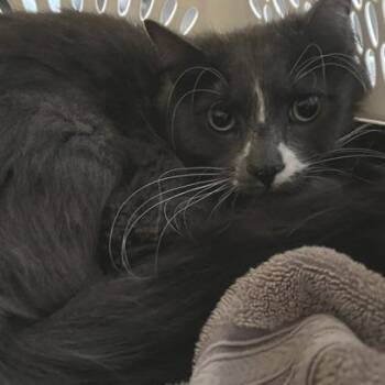 Toto -  Domestic Long Hair Cat for Adoption in Chaska, Minnesota - Toto | PetCurious