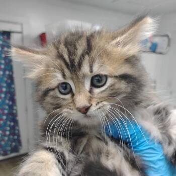 Domestic Long Hair Cats Available for Adoption in Summerville, South Carolina - Freya | PetCurious