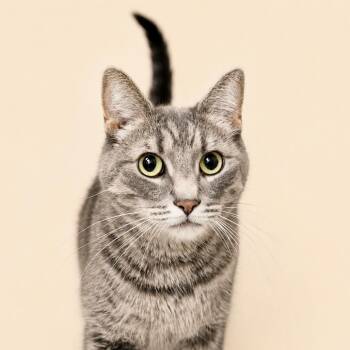 Whisper -  Domestic Short Hair Cat for Adoption in Las Vegas, Nevada - Whisper | PetCurious