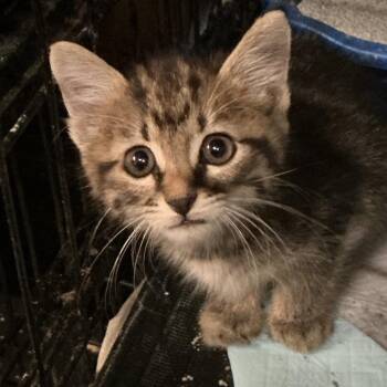 Mystery -  Domestic Short Hair Cat for Adoption in Durant, Oklahoma - Mystery | PetCurious
