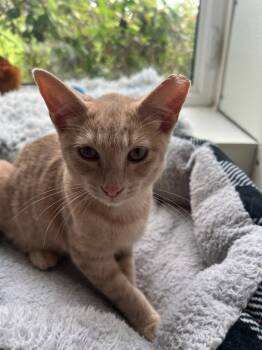 Sandy -  Domestic Short Hair and Tabby Cat for Adoption in Williamsburg, Iowa - Sandy | PetCurious
