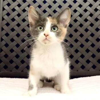 Tonya -  Domestic Short Hair Cat for Adoption in Fort Davis, Texas - Tonya | PetCurious