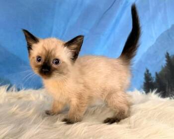 Siamese and Ragdoll Cats Available for Adoption in New Braunfels, Texas - Wickett | PetCurious