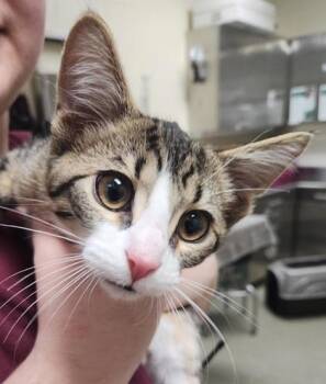 Rescue Domestic Short Hair Cats for Adoption in Chesapeake, Virginia - Goyard | PetCurious