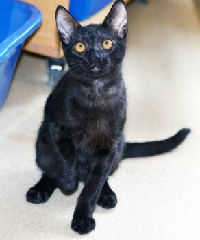 WIZARD OF OZ -  Domestic Short Hair Cat for Adoption in San Clemente, California - WIZARD OF OZ | PetCurious