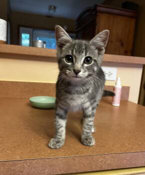 Derek -  Domestic Short Hair Cat for Adoption in Duxbury, Massachusetts - Derek | PetCurious