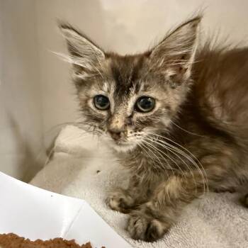 Mocha (grey blue collar) -  Domestic Medium Hair Cat for Adoption in Redwood City, California - Mocha (grey Blue Collar) | PetCurious