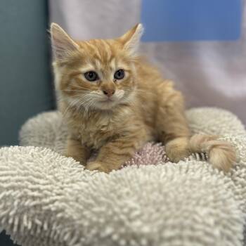 Sakura -  Maine Coon and Domestic Long Hair Cat for Adoption in Bardstown, Kentucky - Sakura | PetCurious