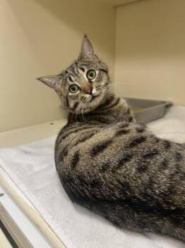 Domestic Short Hair Cats Available for Adoption - Bagel | PetCurious