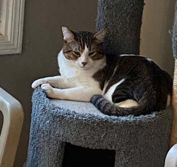 Rescue Domestic Short Hair Cats for Adoption in Castro Valley, California - Beau | PetCurious