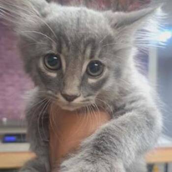 Unicorn -  Domestic Medium Hair and Domestic Short Hair Cat for Adoption in Fort Collins, Colorado - Unicorn | PetCurious