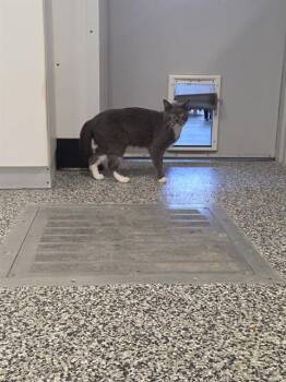 PEBBLES -  Domestic Short Hair Cat for Adoption in Palmetto, Florida - PEBBLES | PetCurious