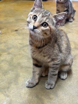 Persimmon -  Domestic Short Hair Cat for Adoption in Martinsville, Indiana - Persimmon | PetCurious