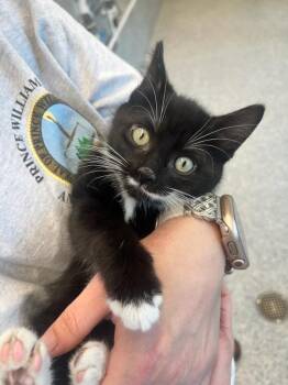 Domestic Short Hair Cats Available for Adoption in Manassas, Virginia - Big Mac (ID 51377) | PetCurious
