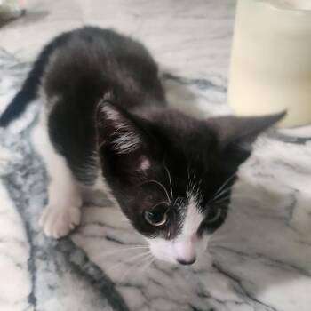 Rocco -  Domestic Short Hair Cat for Adoption in Jupiter, Florida - Rocco | PetCurious