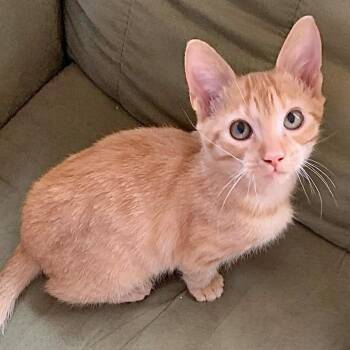 Rescue Domestic Short Hair Cats for Adoption in Collierville, Tennessee - Ferguson | PetCurious