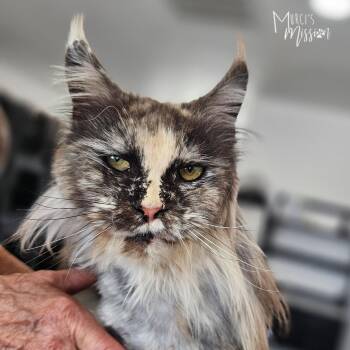 Natasha -  Domestic Long Hair and Domestic Short Hair Cat for Adoption in Spokane, Washington - Natasha | PetCurious