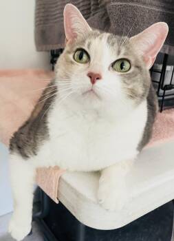 Domestic Short Hair Cats Available for Adoption in Cincinnati, Ohio - Cream Puff | PetCurious