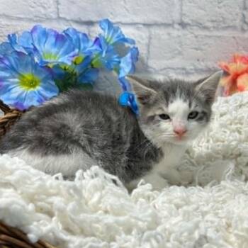 Preston -  Domestic Short Hair Cat for Adoption in Harrisonburg, Virginia - Preston | PetCurious