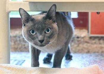 OLIVER -  Tonkinese Cat for Adoption in Colorado Springs, Colorado - OLIVER | PetCurious