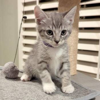 Petunia* -  Domestic Short Hair Cat for Adoption in San Gabriel, California - Petunia* | PetCurious