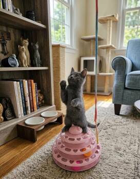 Russian Blue Cats Available for Adoption in Villa Park, California - Arch | PetCurious