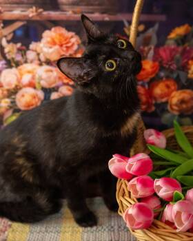 Domestic Short Hair Cats Available for Adoption in Lapeer, Michigan - Mavis | PetCurious