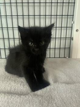 Otter -  Domestic Short Hair Cat for Adoption in Salmon, Idaho - Otter | PetCurious
