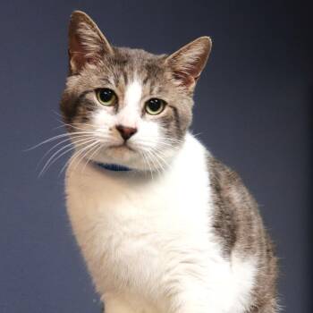 Domestic Short Hair Cats Available for Adoption - Rodolfo | PetCurious