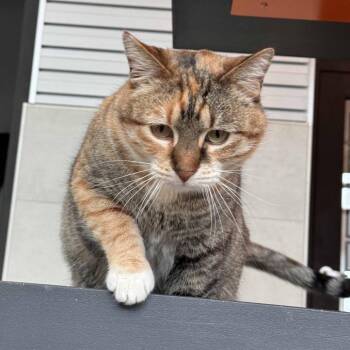 Domestic Short Hair Cats Available for Adoption - Miss Rich | PetCurious