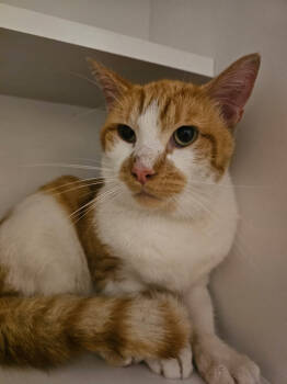 Rescue Domestic Short Hair Cats for Adoption in St. Cloud, Minnesota - Pumpkin | PetCurious