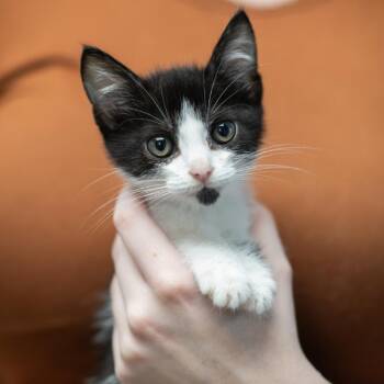 BENNY-30913 -  Domestic Short Hair Cat for Adoption in Memphis, Tennessee - BENNY-30913 | PetCurious