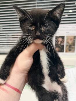 Frank -  Domestic Short Hair Cat for Adoption in Cincinnati, Ohio - Frank | PetCurious