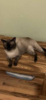 Roman -  Siamese Cat for Adoption in Denver, Colorado - Roman | PetCurious
