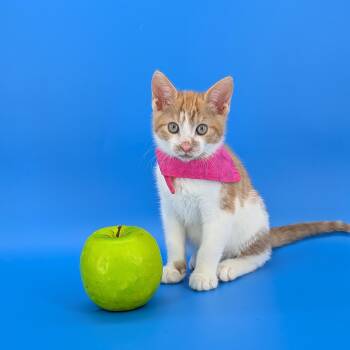 Domestic Short Hair Cats Available for Adoption in Tucker, Georgia - Spritz (Cocktails Litter) | PetCurious