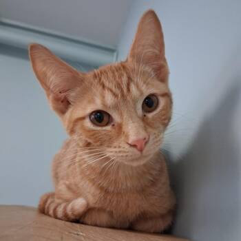 Little Sis -  Domestic Short Hair Cat Available for Adoption in Middlebury, Vermont - Little Sis | PetCurious