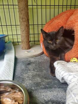 Sabrina -  American Shorthair Cat for Adoption in Tunica, Mississippi - Sabrina | PetCurious
