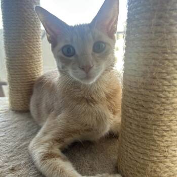 Tangerine -  Domestic Short Hair Cat for Adoption in Sunrise, Florida - Tangerine | PetCurious