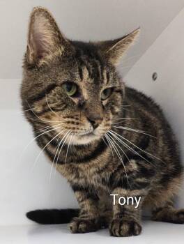 Tony -  Tiger Cat for Adoption in Buffalo, New York - Tony | PetCurious