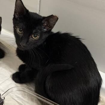 Mazapan -  Domestic Short Hair Cat for Adoption in Midland, Texas - Mazapan | PetCurious